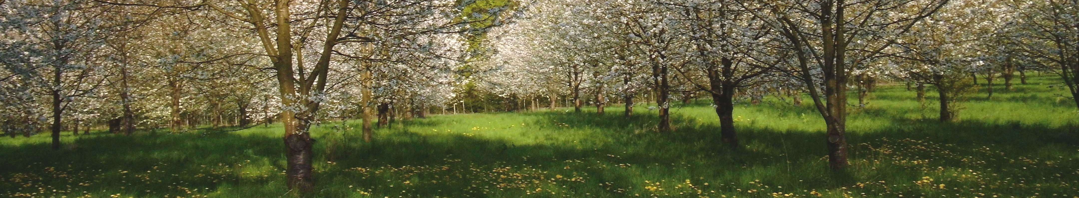 Methoden zur Erhaltung wertvoller genetischer Ressourcen im Wald und deren Umsetzung am Beispiel von Wildobst-Arten