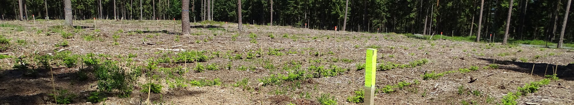 Versuchsfläche Muckenreuth/Bamberg