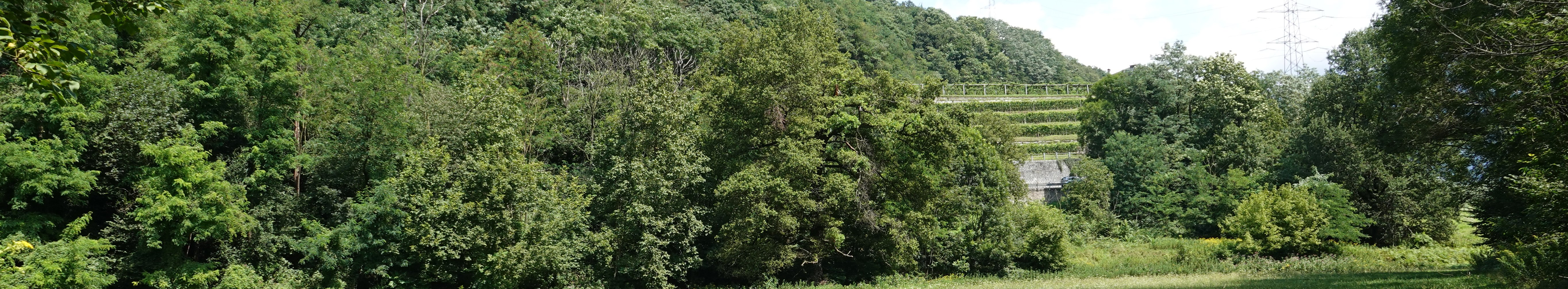  La Tourterelle des bois (Streptopelia turtur)