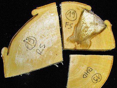 Holzproben einer Buche (Baum 19) aus dem Bereich des Rückeschadens (RS), Fällschadens (FS) und der BHD-Scheibe.