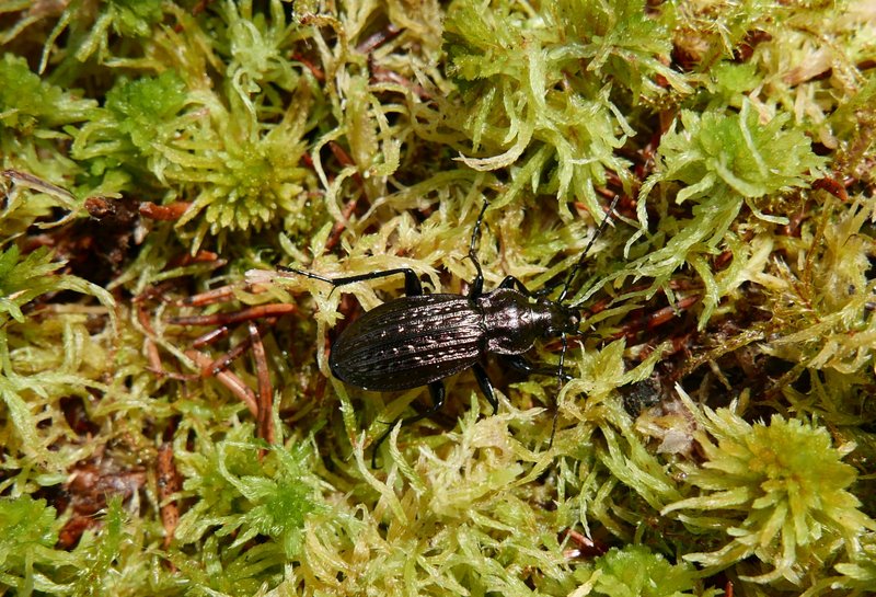 Schwarzer, länglicher Laufkäfer mit glänzend gerillten Flügeldecken sitzt auf dichtem, feuchtem Torfmoos.