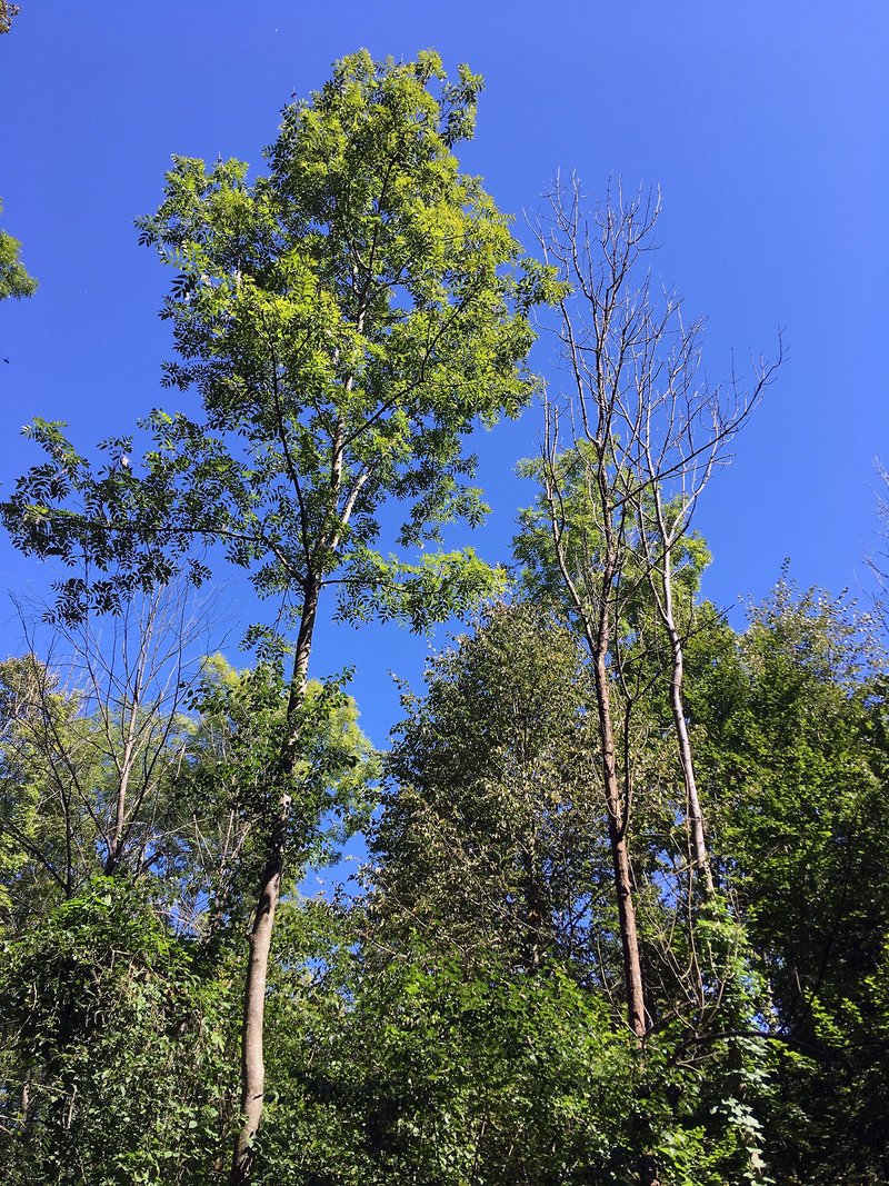 Abb. 8: Eine noch vergleichsweise vitale Esche unter abgestorbenen Exemplaren, die als gegenüber dem Triebsterben offensichtlich noch tolerantes Exemplar nach Möglichkeit erhalten bleiben soll (Foto: FVA BW/Grüner).