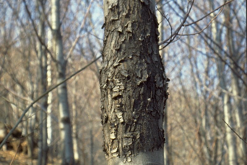 Kastanienrindenkrebs