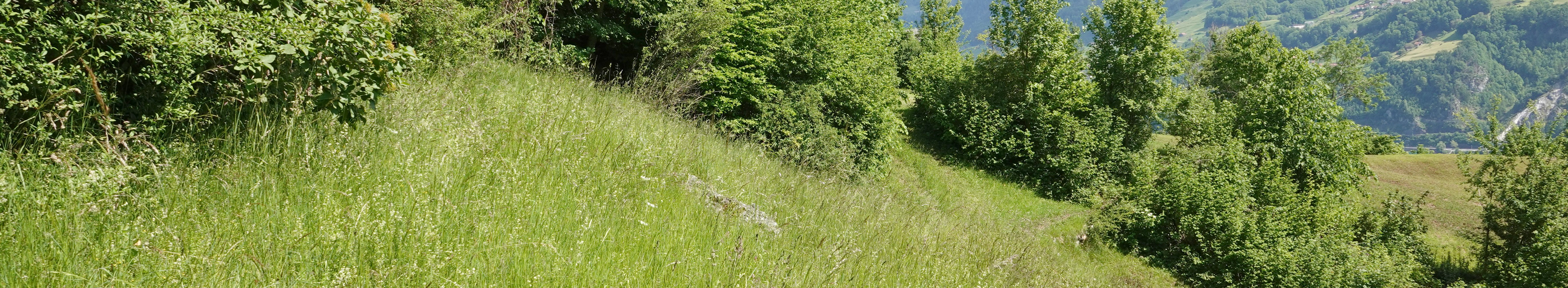 Einheimische Waldvögel: Der Grünspecht Einheimische Waldvögel: Der Grünspecht