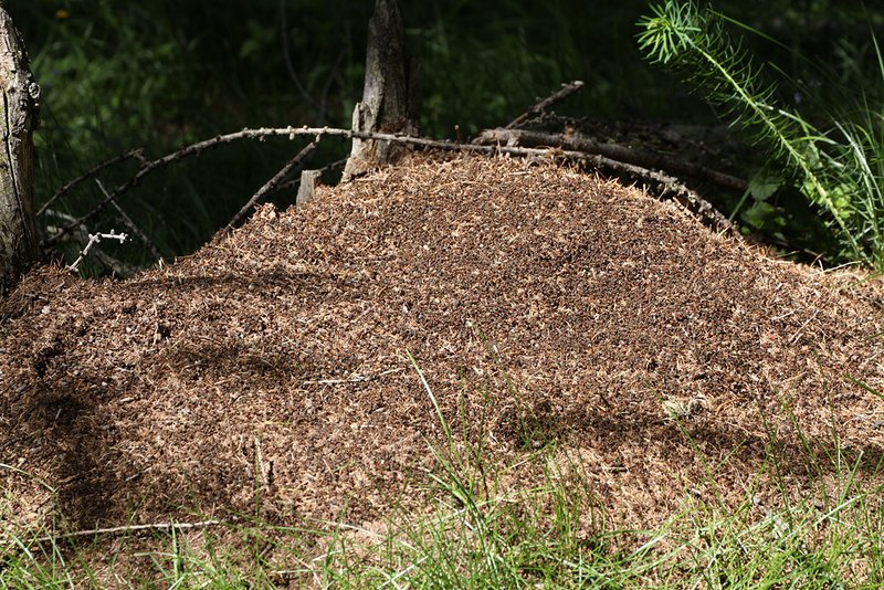 Au printemps, les fourmis des bois se déplacent à la surface du nid