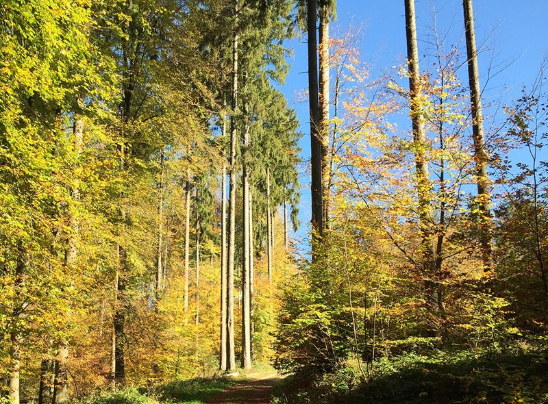 Warme Farben im Herbstwald