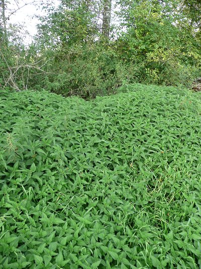 stinging nettle in in large, dense stand