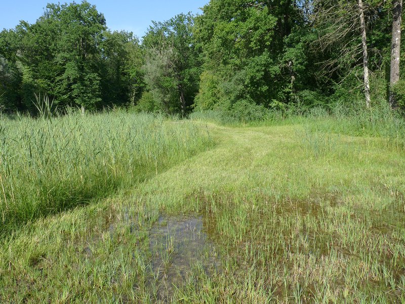 teilweise gemähtes Flachmoor