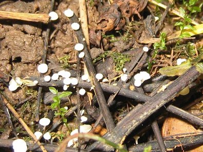 Die Fruchtkörper des Falschen weißen Stängelbecherchens wachsen ab etwa Juni auf den Eschenblattstielen des Vorjahres in der Bodenstreu.