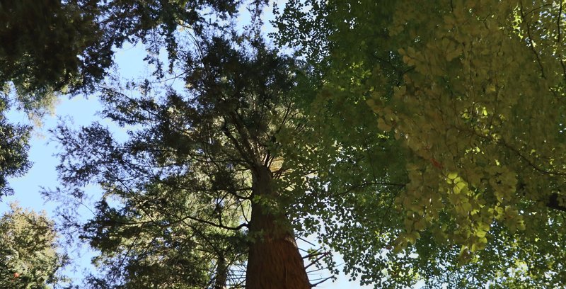 Blick in die Krone von einem Mischbestand aus Westamerikanischer Hemlocktanne und Buche.