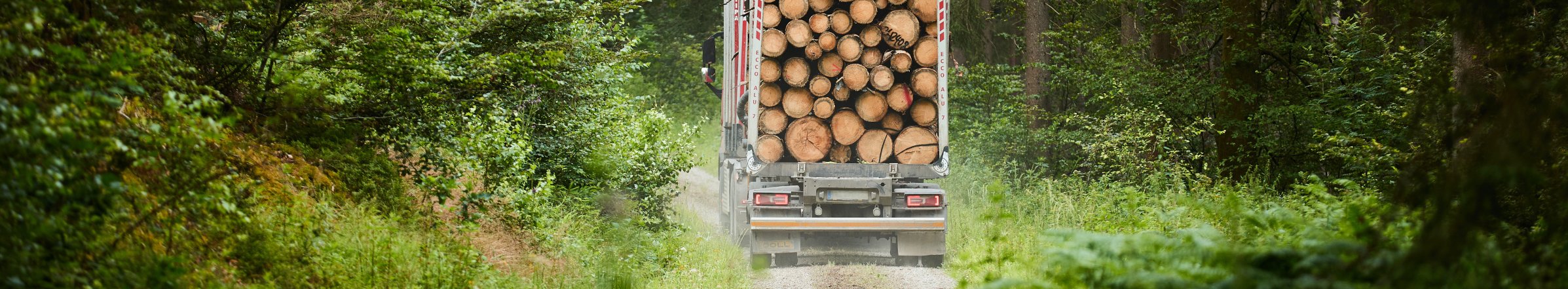 Rückansicht eines mit Baumstämmen beladenen Holztransporters, der auf einem schmalen unbefestigten Weg durch einen dicht bewachsenen Wald fährt.