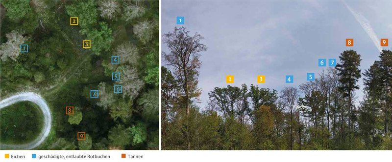 Luftbild und Bild von der Seite eines Waldbestandes