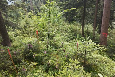 Eine TTL-Beobachtungsfläche der LWF im Forstbetrieb Berchtesgaden der Bayerischen Staatsforsten. Probebäumchen sind mit Fähnchen markiert. 