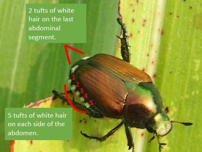 Japanese beetle 