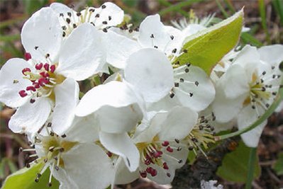 Blüten der Wildbirne