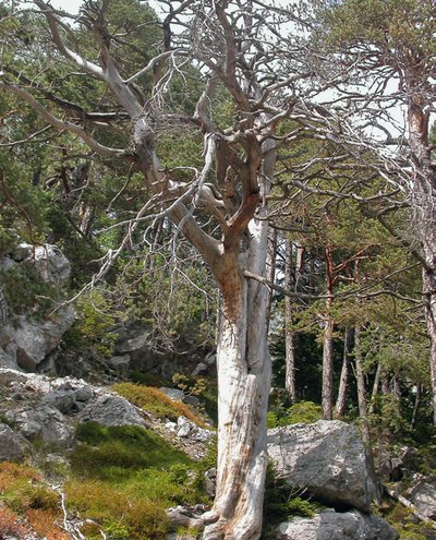 hohe Nischenvielfalt im Wald