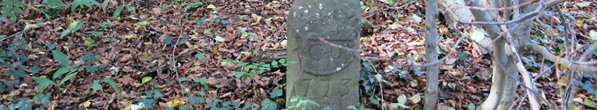 Alter Buchen-Eichenwald am Wanderweg Mondhalde (vgl. Abb. 3) – Nach 1790 auf baumlosem Gelände aufgeforstet. © H. Volk