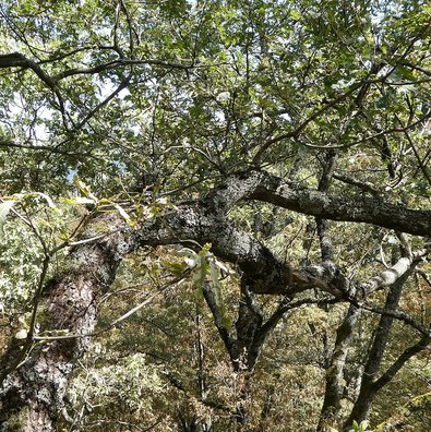 Crown of an oak with premature leaf discolouration