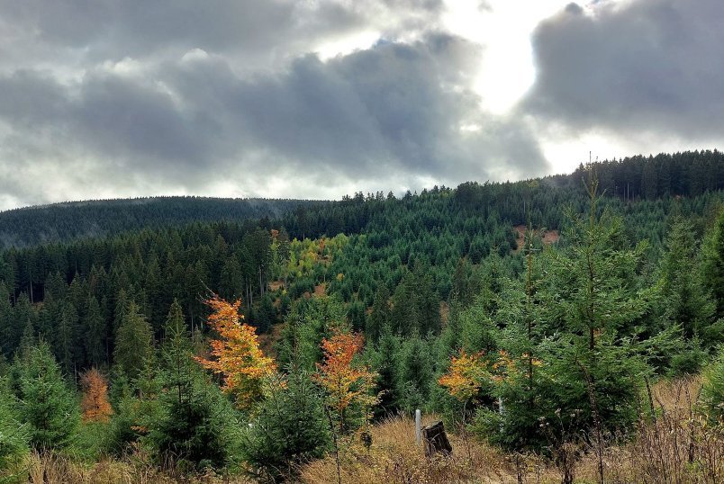 Verjüngung auf Freifläche