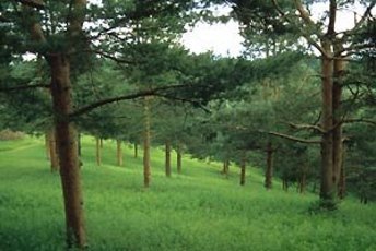 The Scots Pine Tree Of The Year 2007 Waldwissen Net