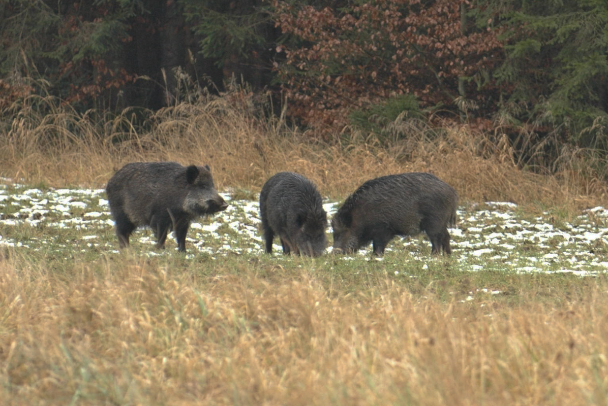Wildschwein auf Lichtung