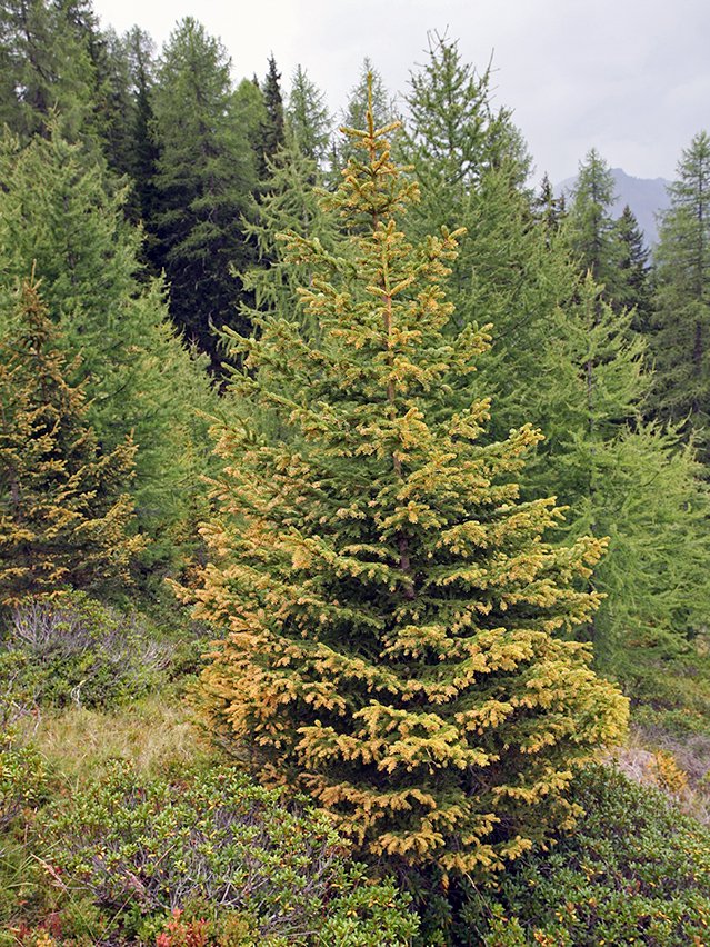 Chrysomyxa rhododendri