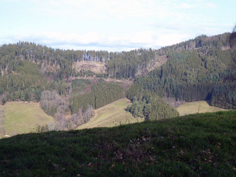 Kahlflächen infolge von Dürre oder Sturm erreichen durch gezielte Baumpflanzung eine schnellere und effektivere CO₂-Bindung