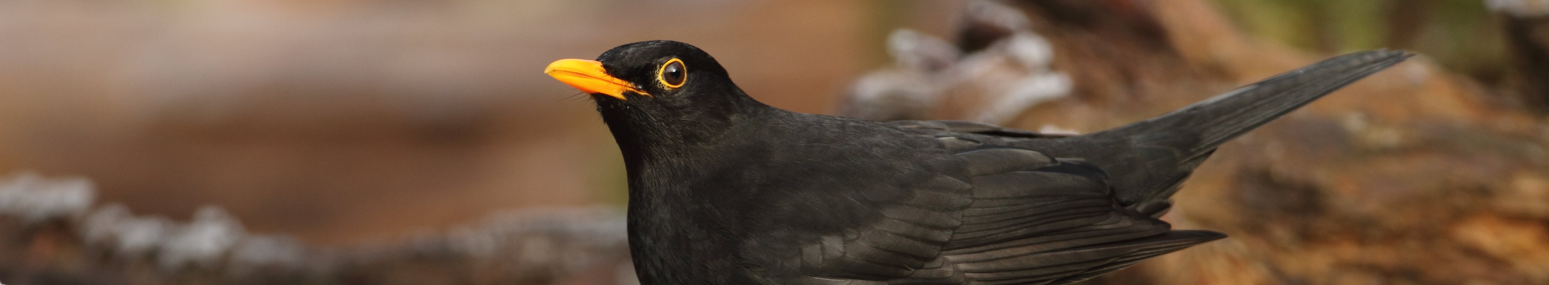 schwarzer Vogel mit gelbem Schnabel