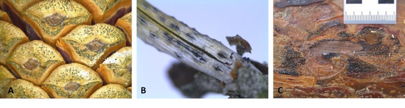esatz von Fruchtkörpern von Diplodia sapinea auf Kiefern-Zapfenschuppen; B: Kiefernnadel mit daraus hervorbrechenden Fruchtkörpern; C: Fruchtkörper von D. sapinea im Bereich der Rinde