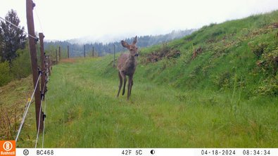 Reh auf Untersuchungsfläche