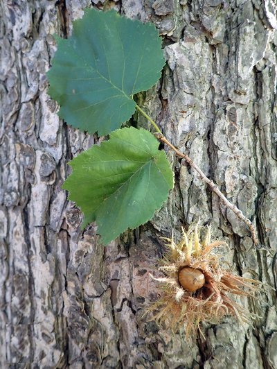 Merkmale der Baumhasel Merkmale der Baumhasel