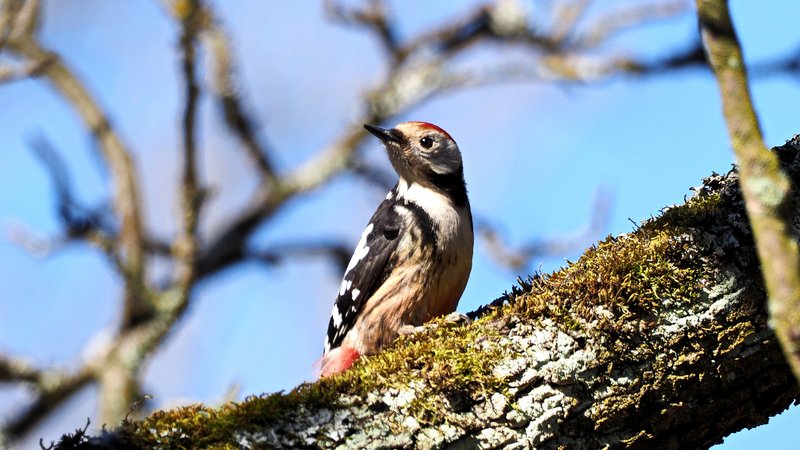 kleiner Vogel auf einem Ast