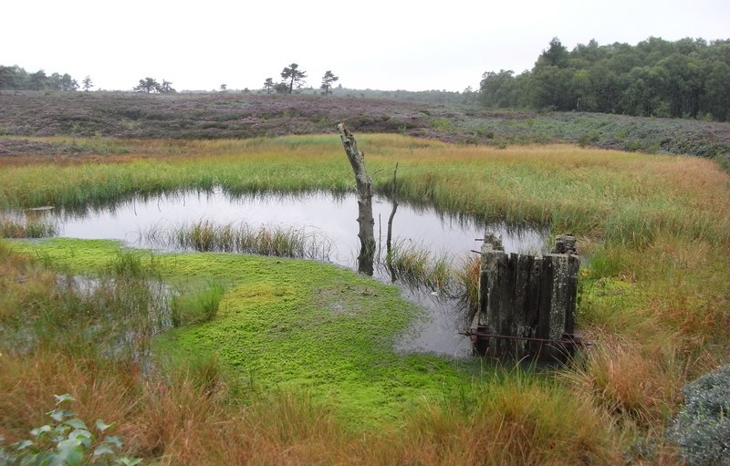 Weite Moorlandschaft mit einer offenen Wasserfläche, umgeben von Binsen, Gräsern und Torfmoosen; im Vordergrund steht eine hölzerne Staueinrichtung zur Regulierung des Wasserstands. Im Hintergrund erstreckt sich eine von Heide und Gehölzen geprägte Landschaft.