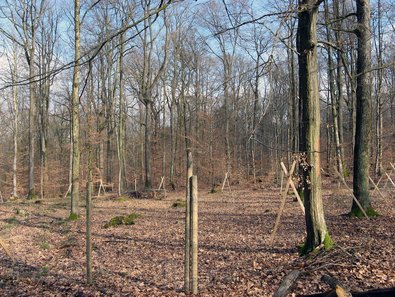 Schutz gegen Wildverbiss: eingezäunte Kronendachöffnung