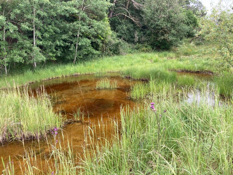 flacher Teich an einem Waldrand