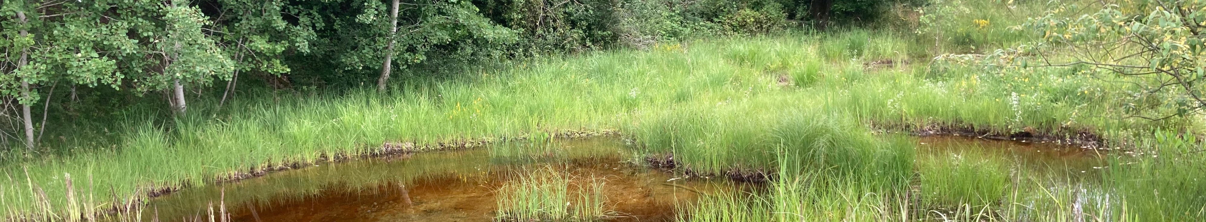 flacher Teich am Waldrand