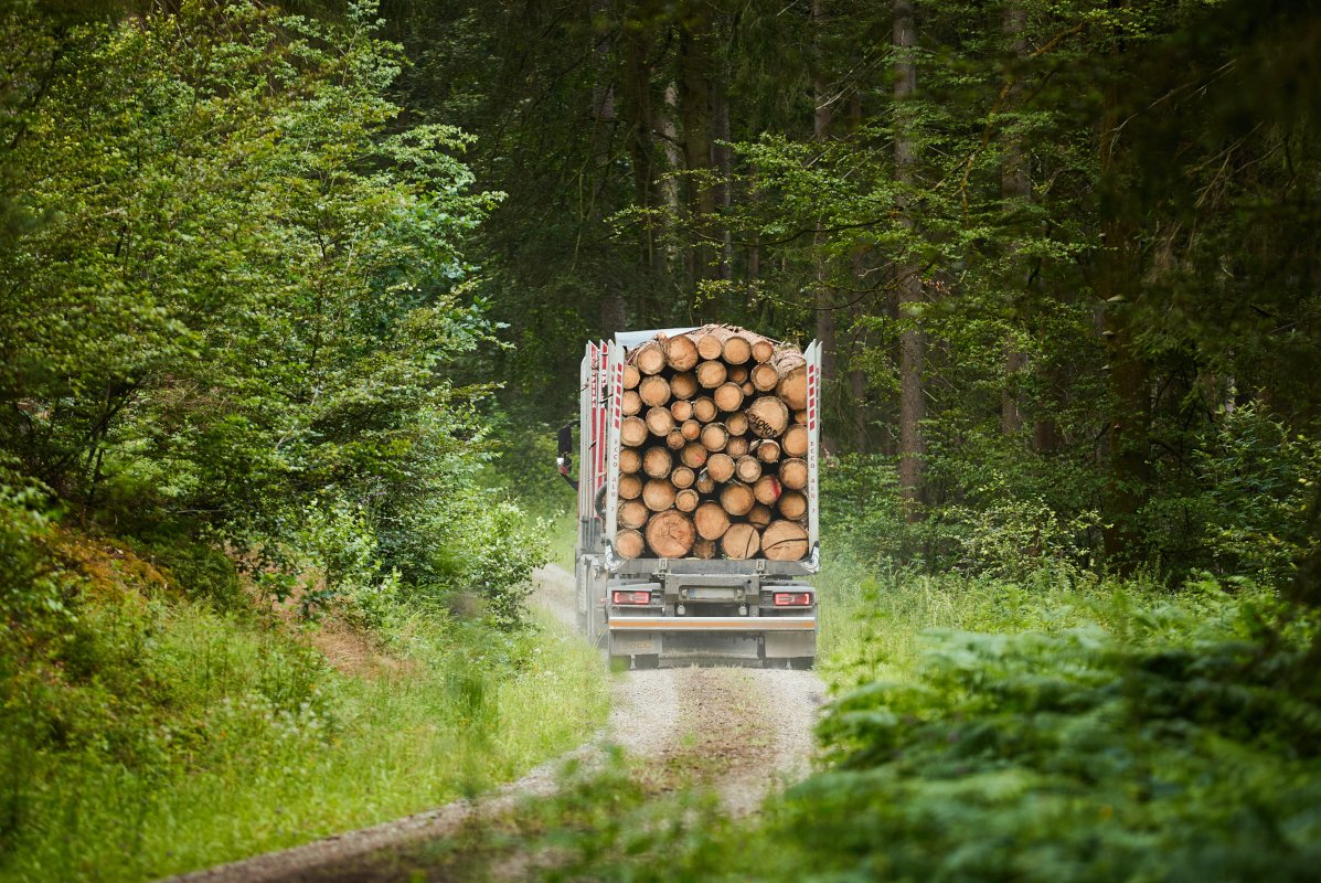 Rückansicht eines mit Baumstämmen beladenen Holztransporters, der auf einem schmalen unbefestigten Weg durch einen dicht bewachsenen Wald fährt.