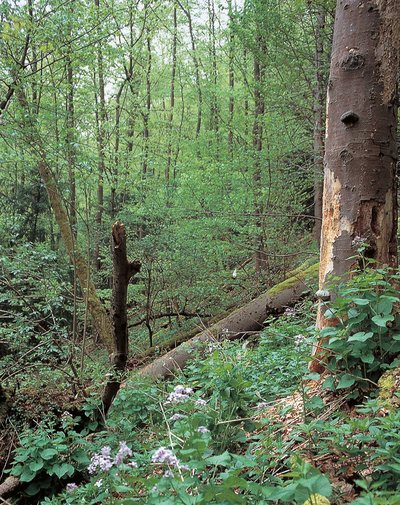Schluchtwald im Naturwaldreservat Wasserberg