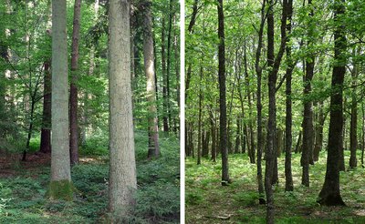 Wäldervergleich