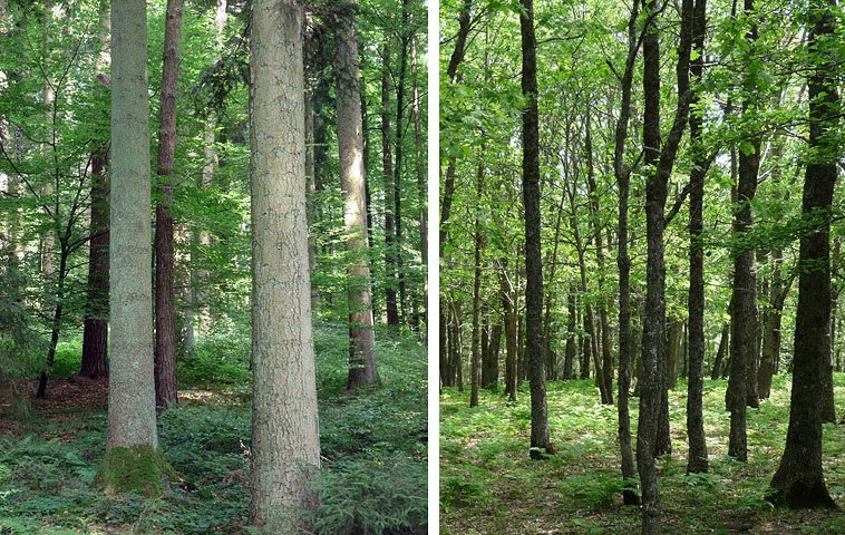 Wäldervergleich