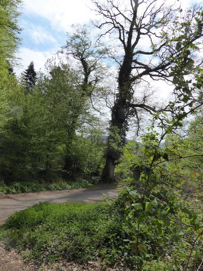 Alte Eiche am Waldrand bei Freiburg-Günterstal. Sie war im 19. Jahrhundert ein junger Einzelbaum, die Umgebung war Wiese. Heute ist sie Teil des Waldes, der nach 1810 durch Aufforstung und Waldumbau entstand.