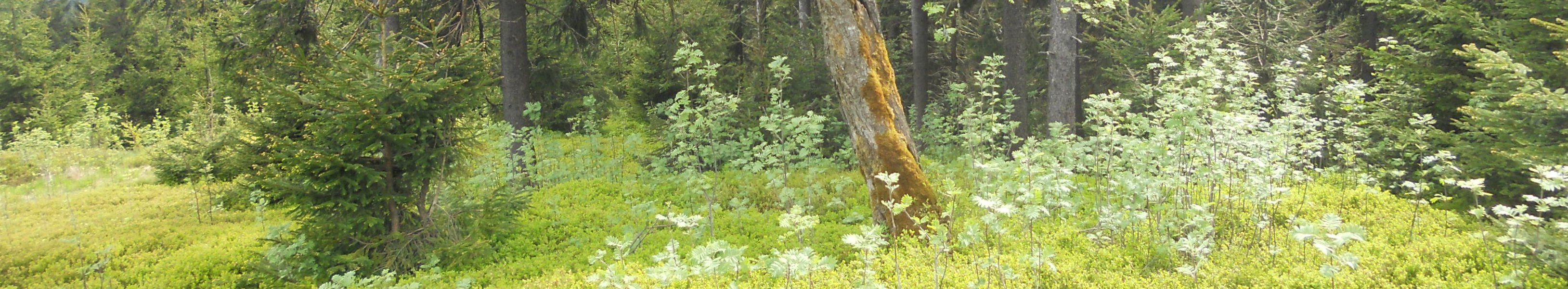 Ein markanter, leicht schräg stehender Laubbaum mit ausladender Krone steht auf einer lichtdurchfluteten Waldlichtung. Der Stamm ist teilweise mit Moosen bewachsen und mit einer kleinen Holzmarkierung versehen. Umgeben wird der Baum von niedrigem Heidekraut, jungen Laubbäumen und einzelnen Fichten. Im Hintergrund erhebt sich ein dichter Nadelwald.