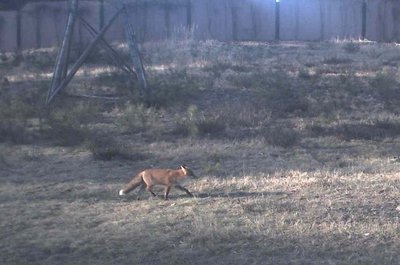 Ein Fuchs quert die Grünbrücke