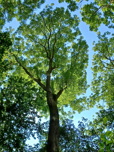 Laubbaum