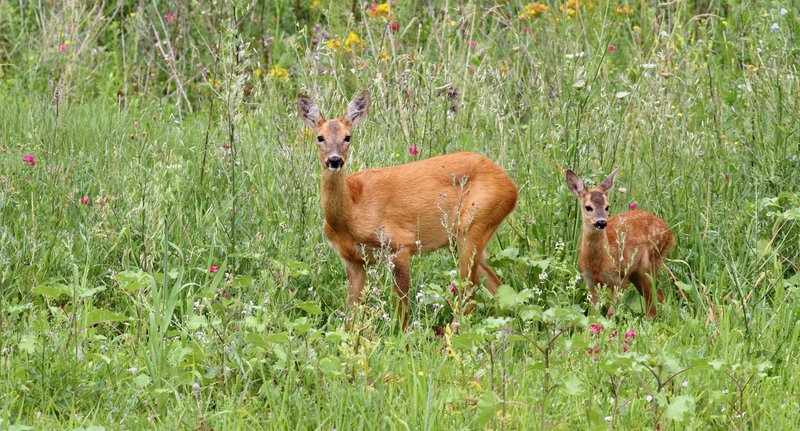Geiß und Kitz auf einer Wiese