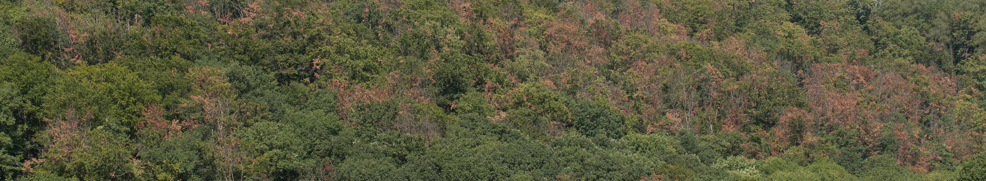 Laubwald mit braunen Kronen