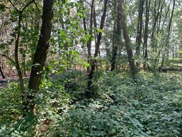 Fläche mit erneut austreibender Brombeere auf der Brandfläche – dichter Brombeerbewuchs spielte hier eine zentrale Rolle für Brennstoffkontinuität und Brandintensität.