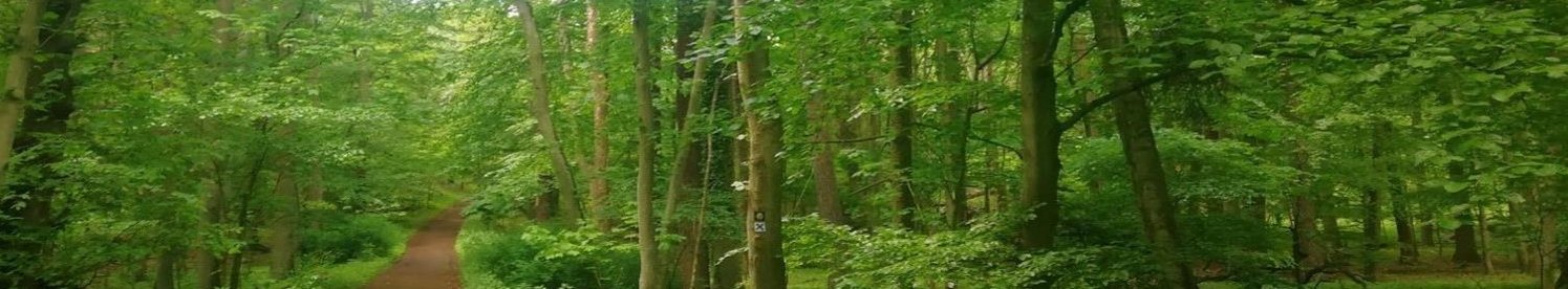 Weg im Wald