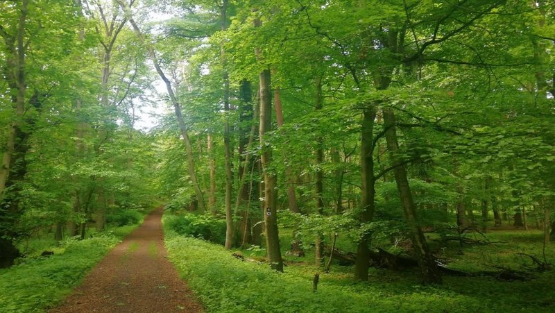 Weg im Wald