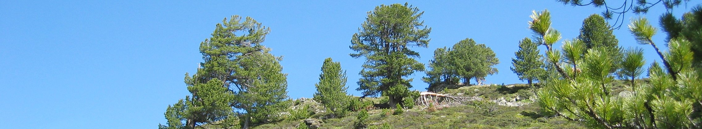 Bäume an der oberen Waldgrenze